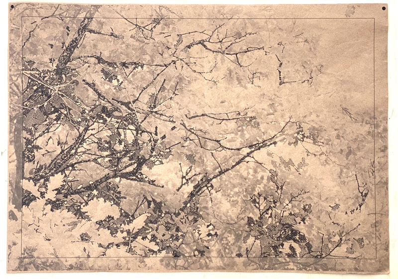fragment-chene-encre-ex