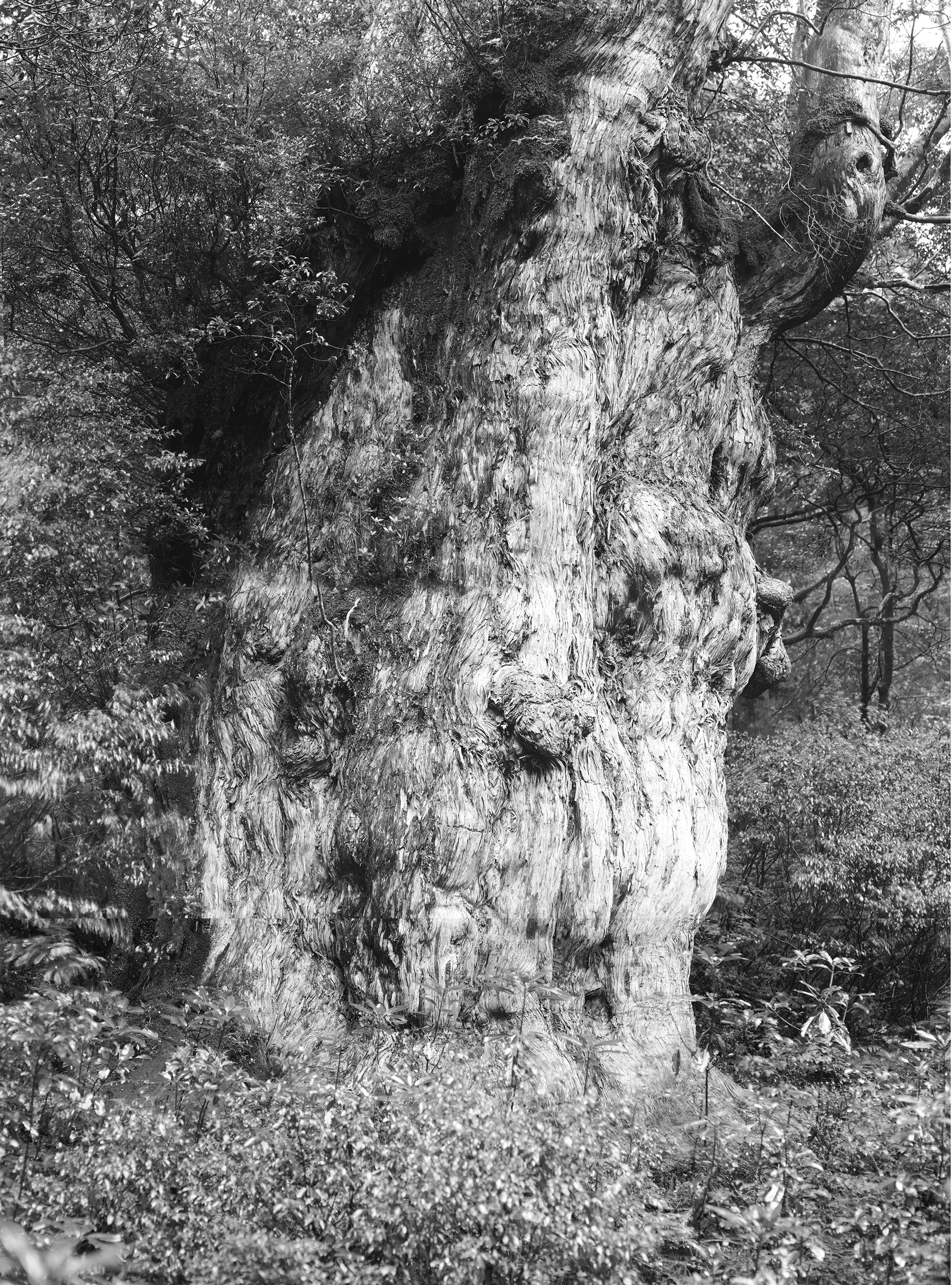 cedre-du-japon-jomon-sugi-web