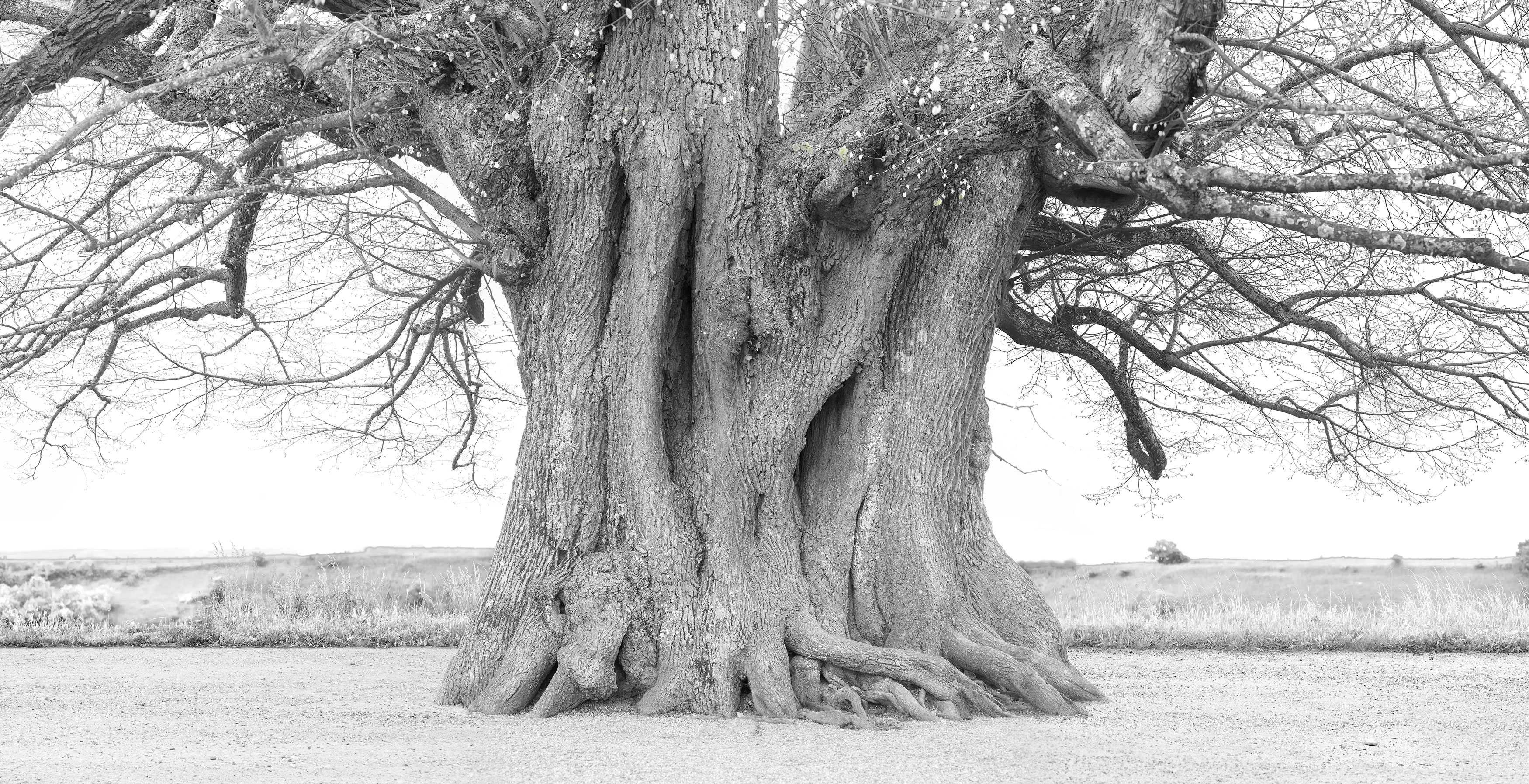 tilleul-photo-web tilleul-photo-web