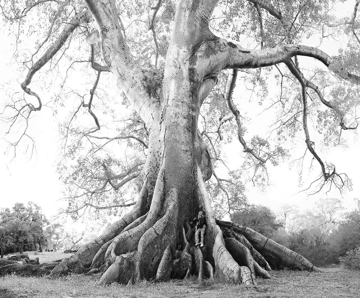 ceiba-maiwen-fF ceiba-maiwen-fF