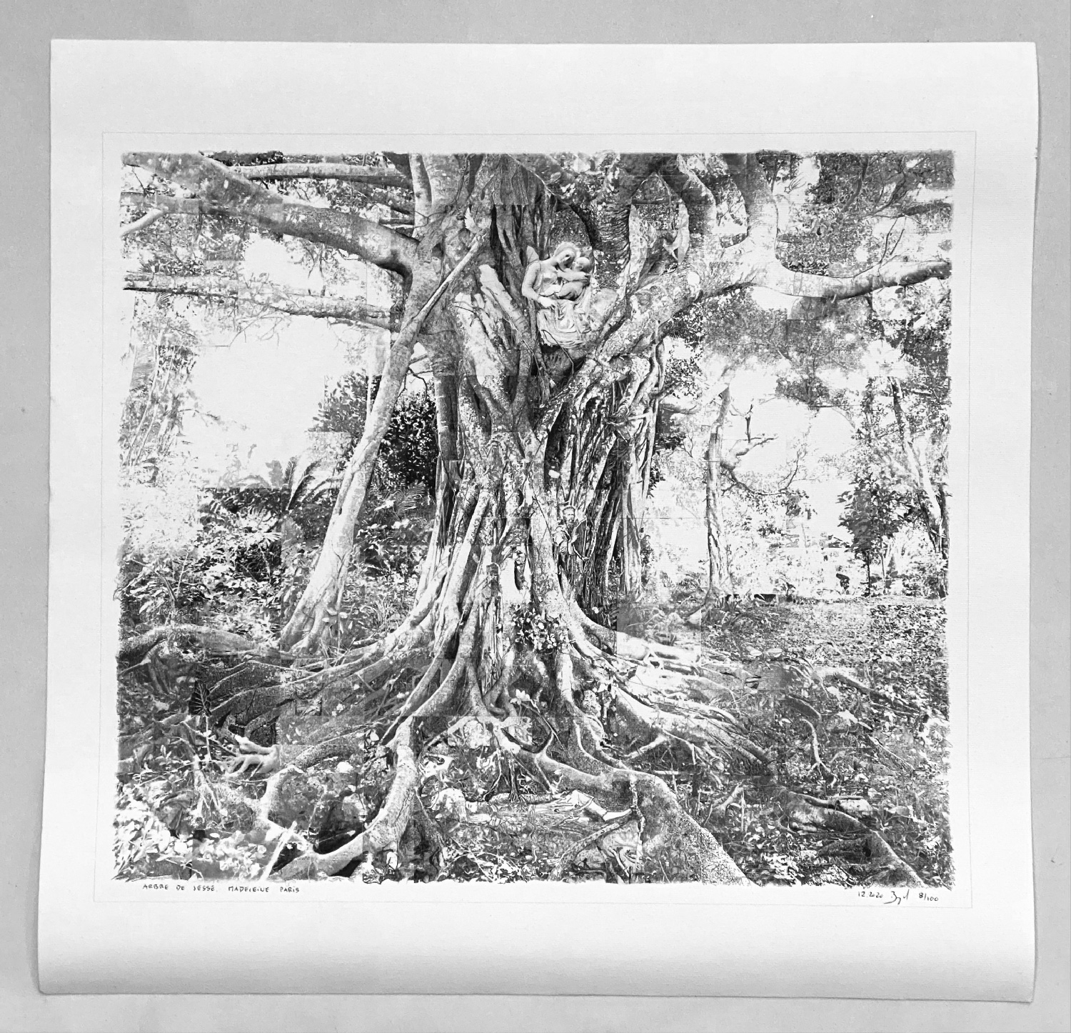 banyan-Arbre-de-Jesse%CC%81